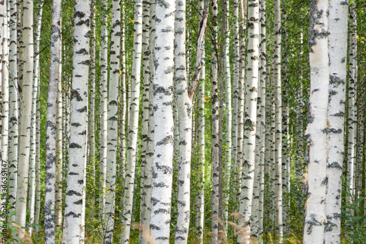 Birch Sugar (Xylitol), what is it and is it healthy? Secretos Del Sur