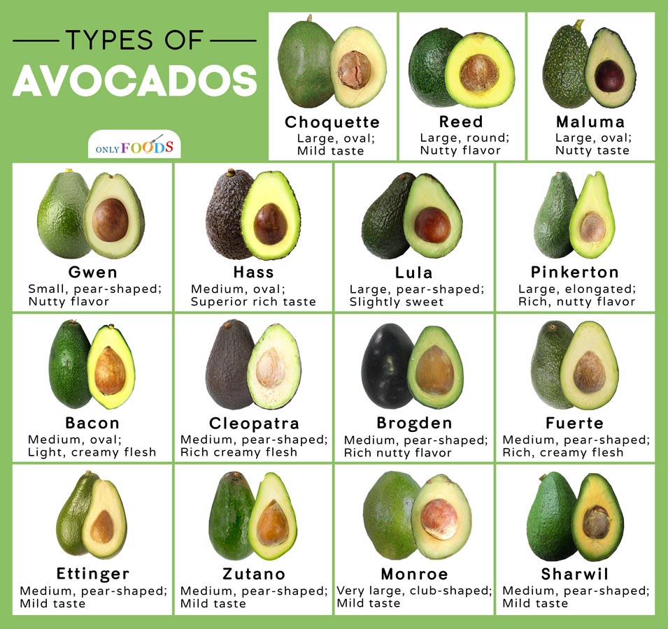 Types of Avocados