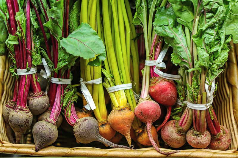 beet varieties