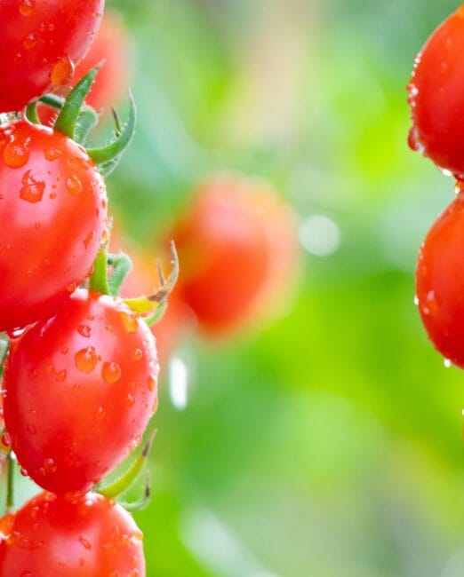 tomates pequenos 1