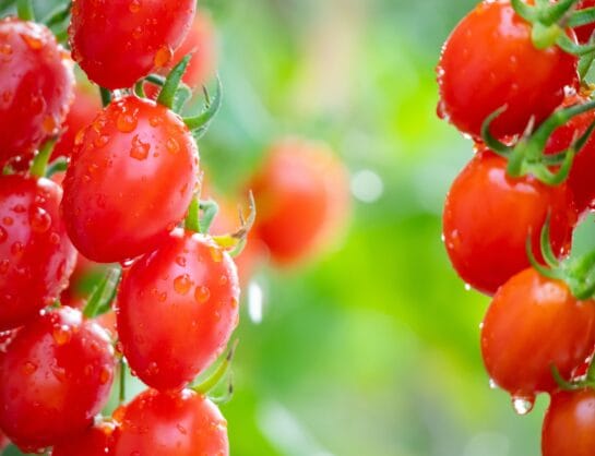 Wat weet je écht over tomaten? Achter hun kleur schuilt veel meer dan je denkt… 8 tomates pequenos 1