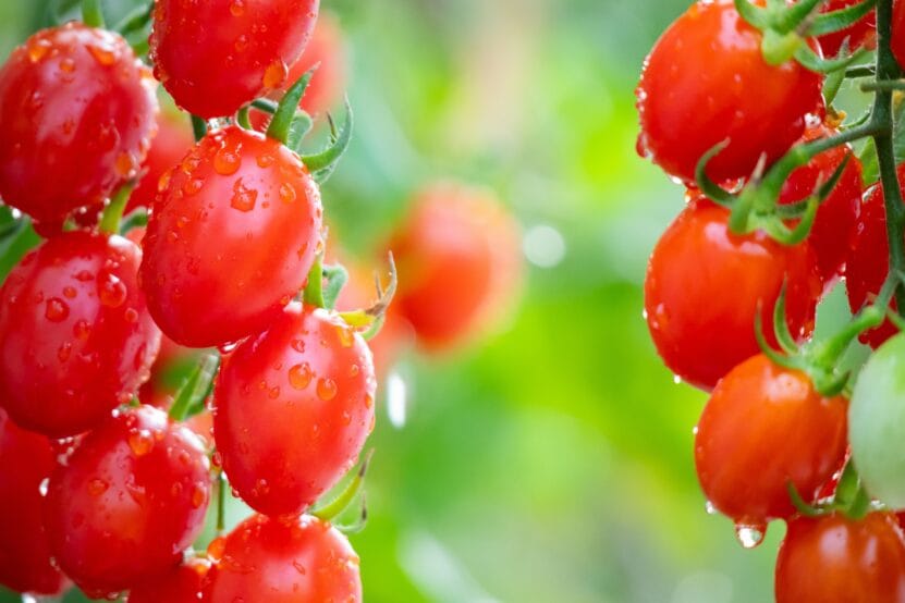 tomates pequenos 1
